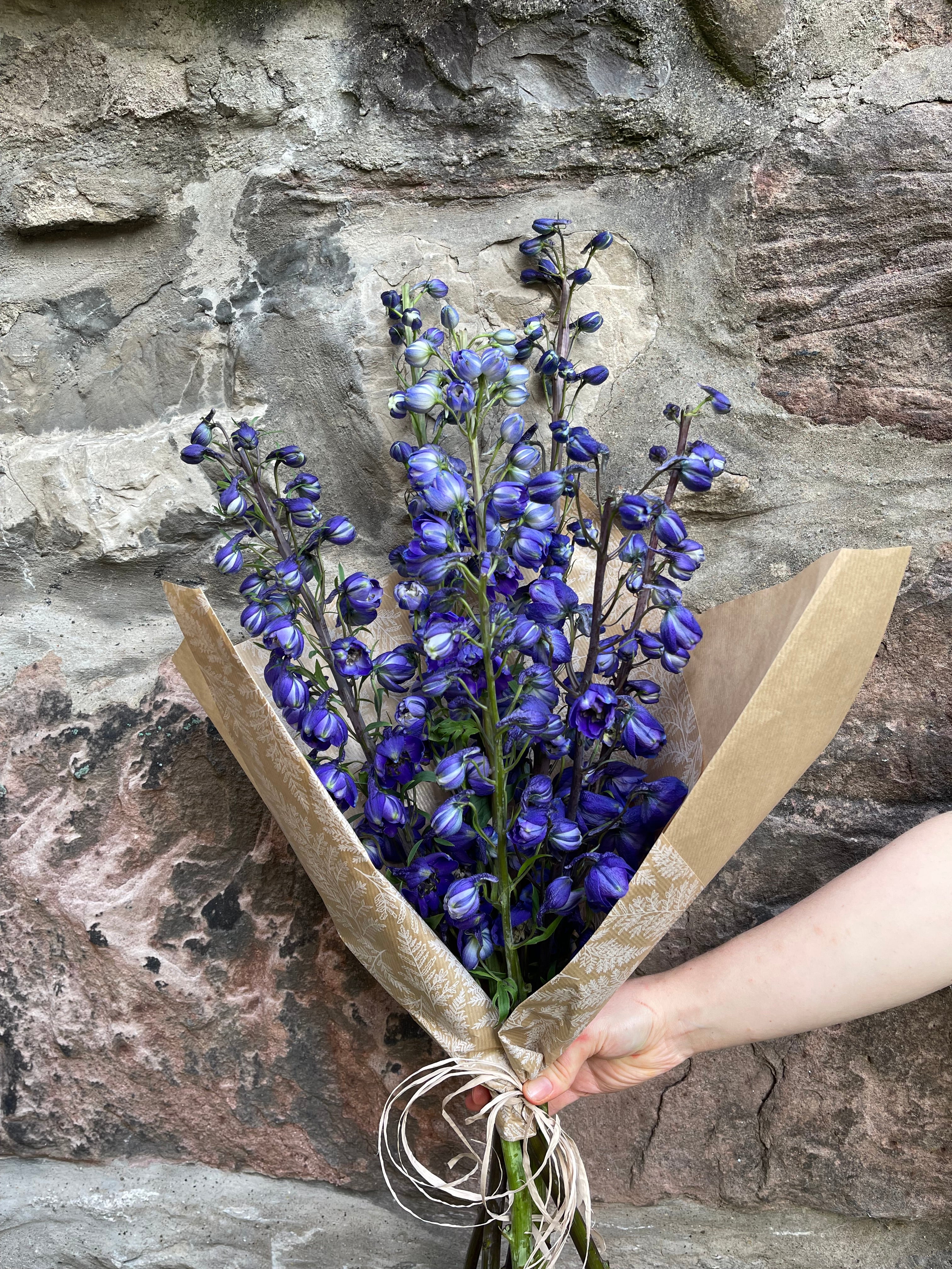 Delphinium Spotlight